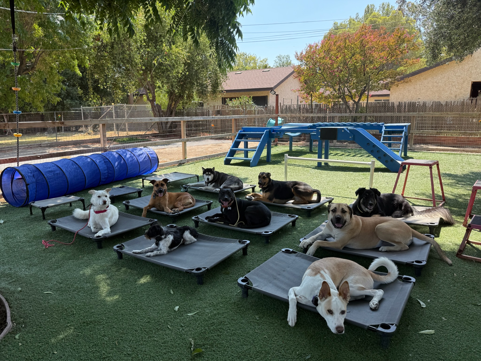 9 dogs sitting on cool shade