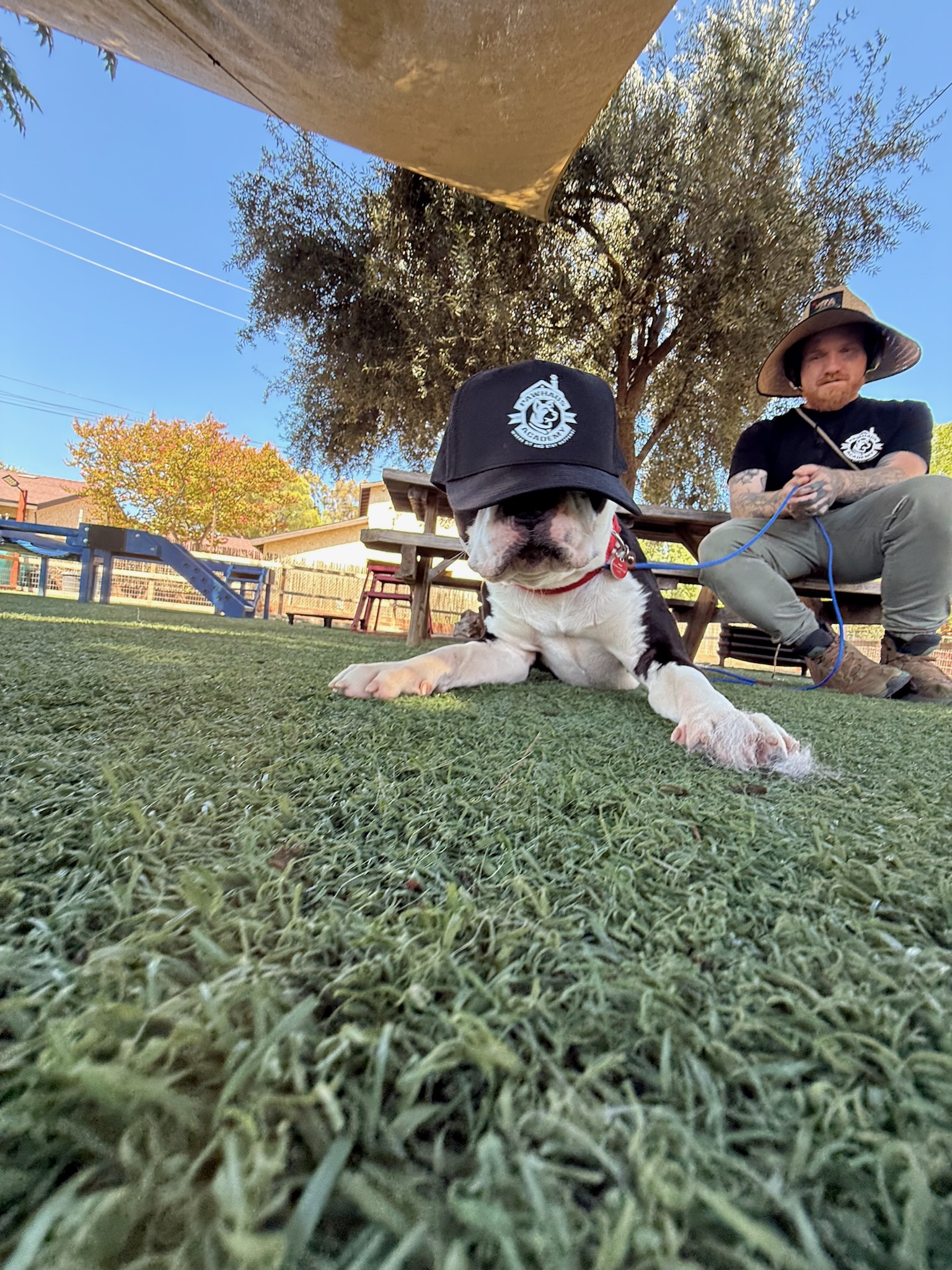 dog with a pawhaus hat with trainer