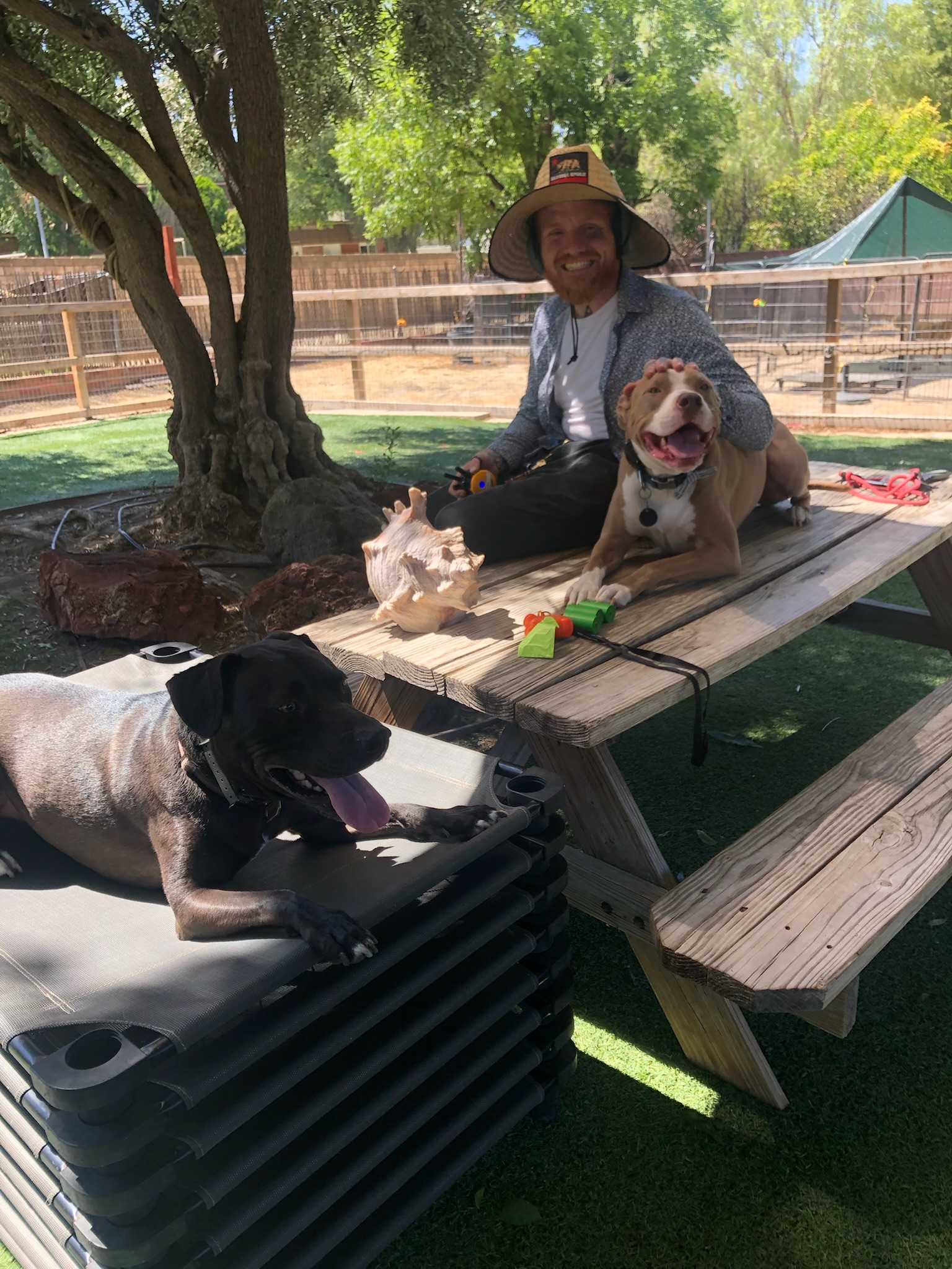 trainer with dogs