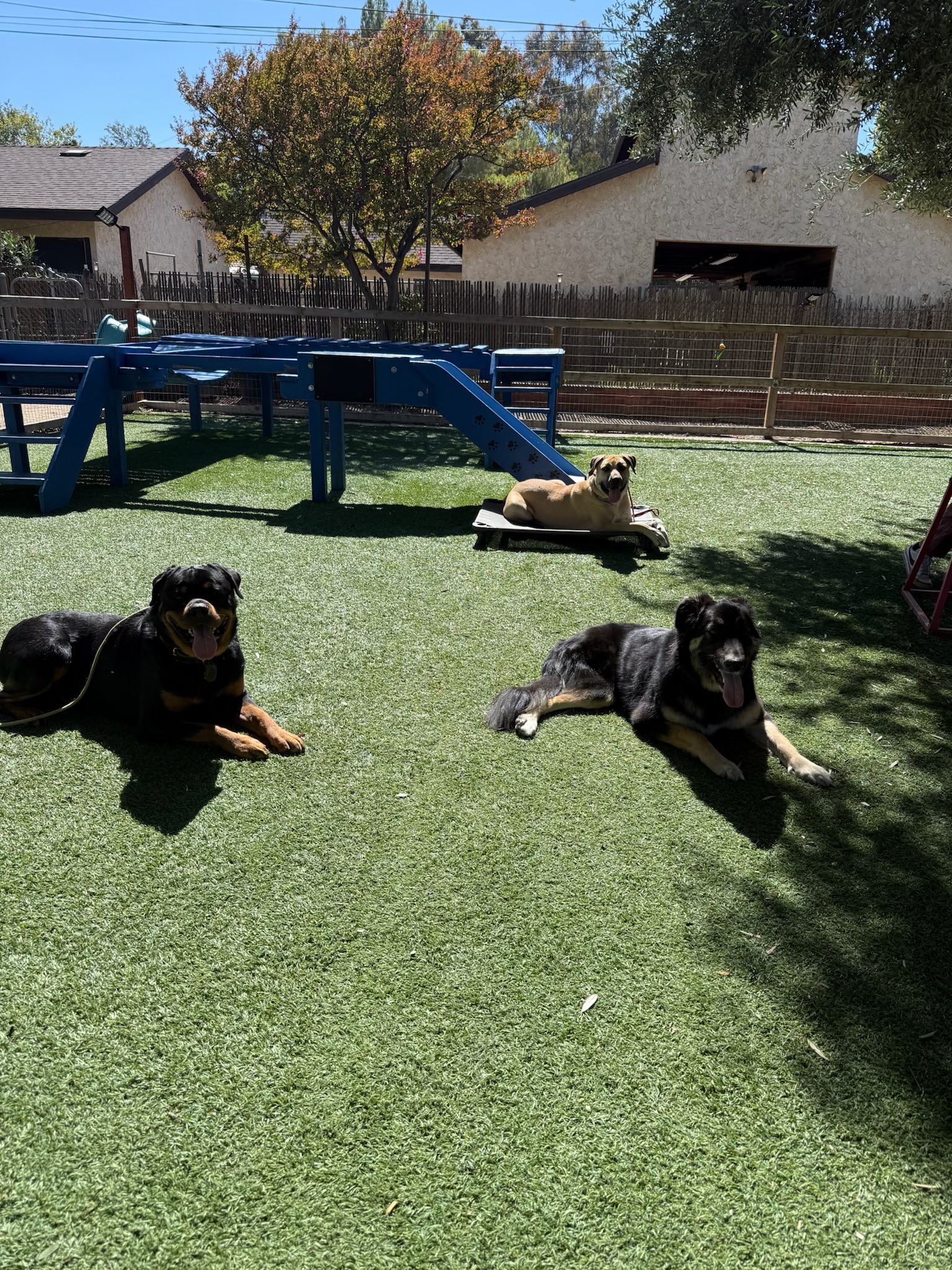 3 dogs sitting